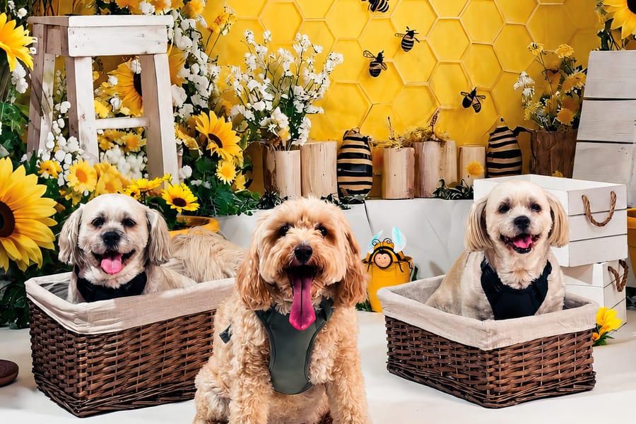 Three happy dogs in bee-themed photo shoot